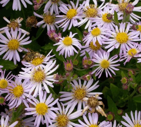 Aster ageratoides 'Asran'