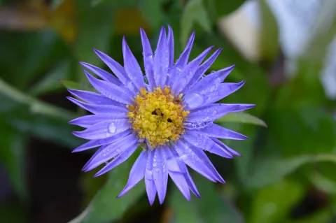 Aster (D) 'Barbados'