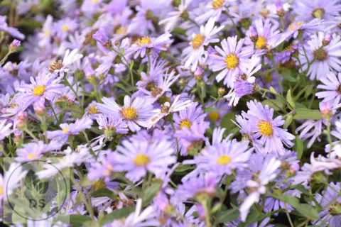 Aster hybr. JS 'Barts Blue Beauty' PBR