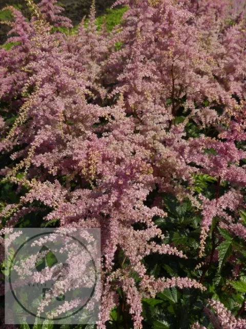 Astilbe (A) 'Bressingham Beauty'