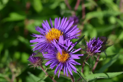 Aster novae-a. 'Barr's Blue'