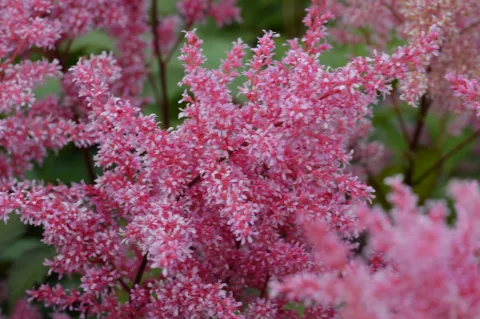 Astilbe (S) 'Bronze Elegans'
