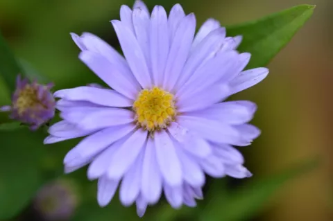 Aster laevis 'Blauschleier'