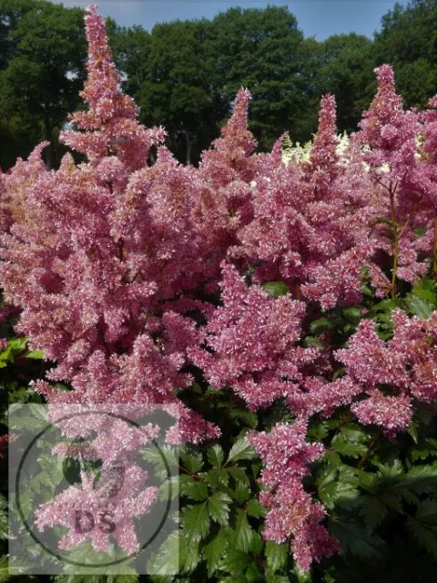 Astilbe (J) 'Bonn'