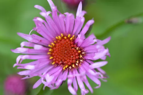 Aster novae-a. 'Barr's Pink'
