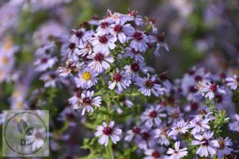 Aster eric. 'Blue Star'