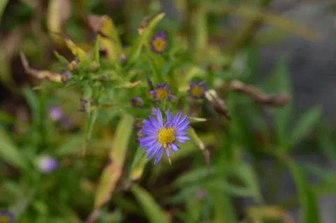 Aster eric. 'Blue Wonder'