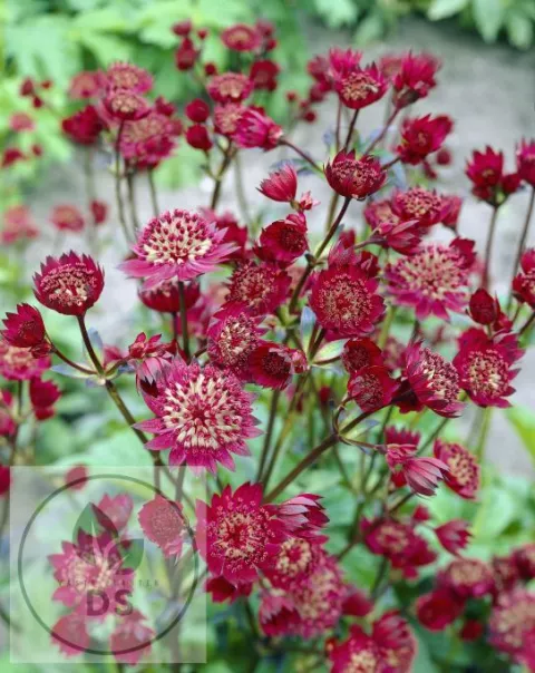 Astrantia major 'Claret'