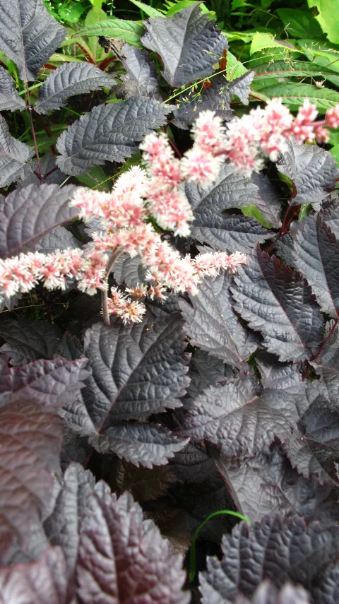 Astilbe hybr. 'Chocolate Shogun'