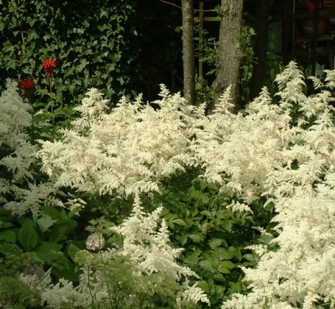 Astilbe (J) 'Deutschland'