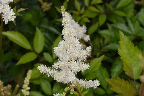Astilbe (A) 'Diamant'
