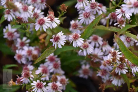 Aster eric. 'Erlkoenig'