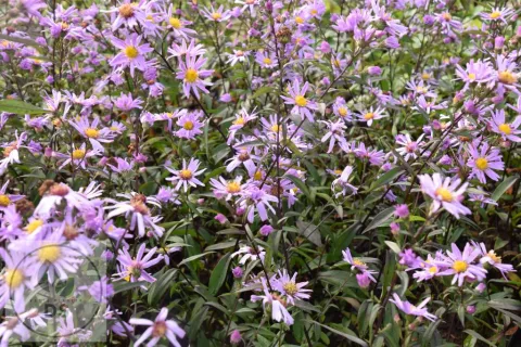 Aster laevis 'Glow in the Dark'