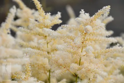 Astilbe (J) 'Gladstone'