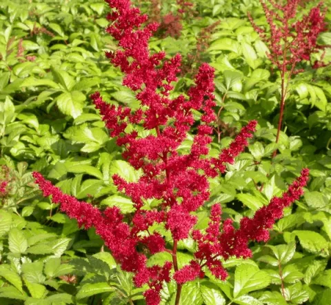 Astilbe (A) 'Glut'