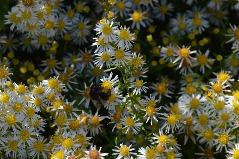 Aster eric. 'Golden Spray'