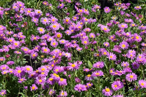 Aster alpinus 'Happy End'