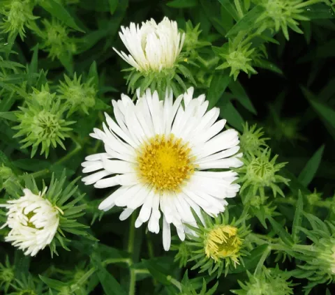 Aster novae-a. 'Herbstschnee'