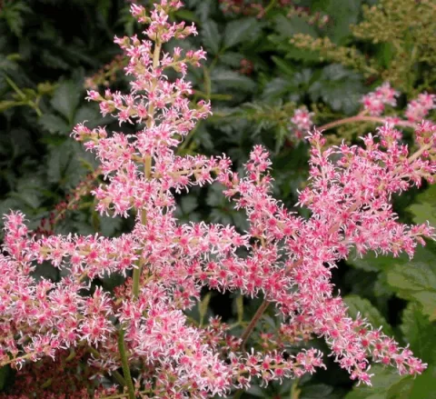 Astilbe (S) 'Henny Graafland'