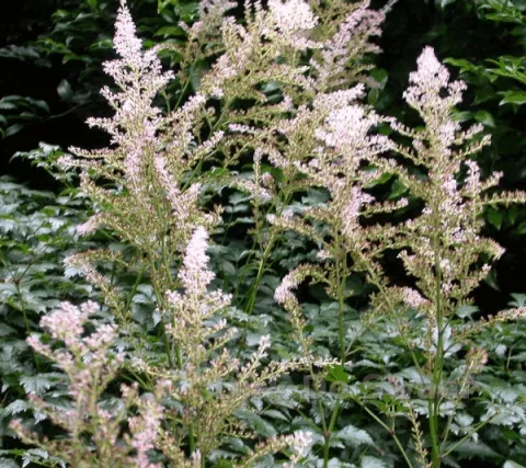 Astilbe (S) 'Henny Graafland'