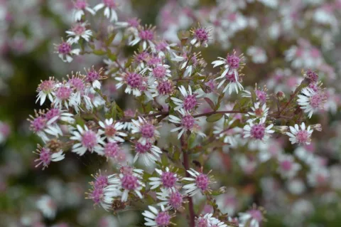 Aster lat. 'Horizontalis'