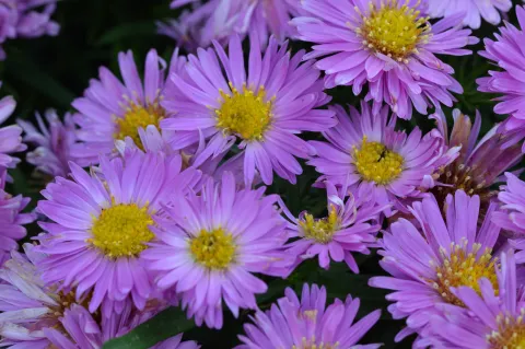 Aster (D) 'Heinz Richard'