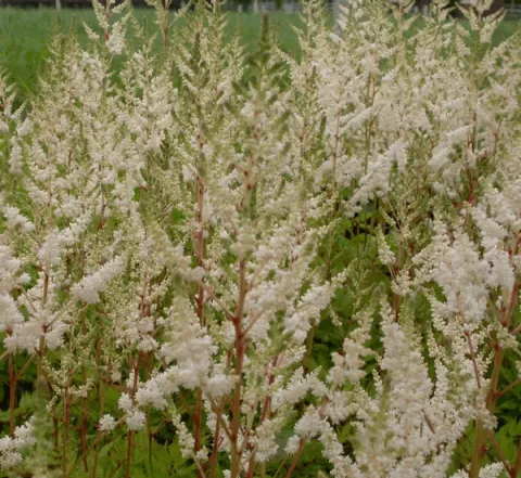 Astilbe (A) 'Irrlicht'