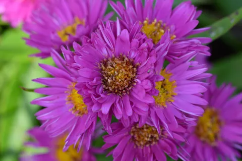Aster (D) 'Jenny'