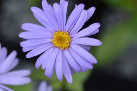 Aster frik. 'Jungfrau'