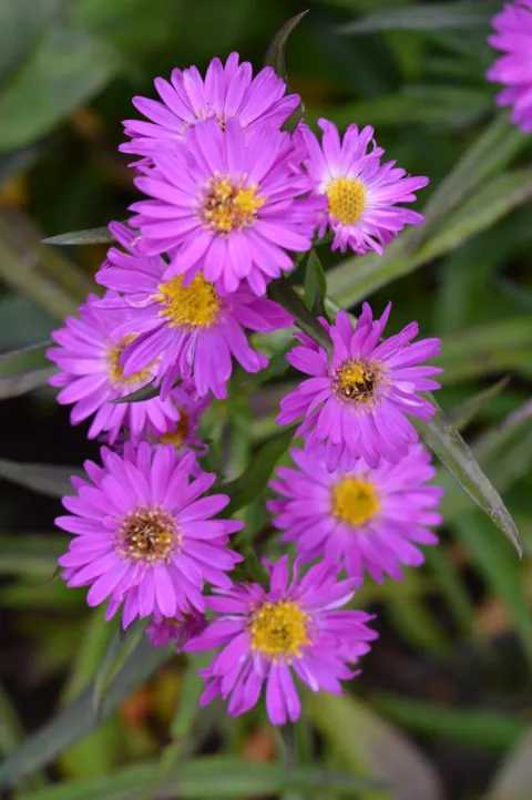 Aster n.-b. 'Karminkuppel'