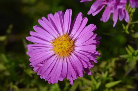 Aster (D) 'Kassel'