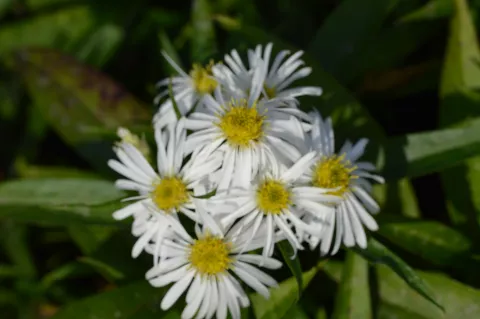 Aster (D) 'Kristina'