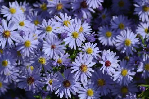 Aster hybr. 'Little Carlow' (=Jolly Jumper)