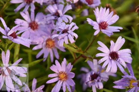 Aster (D) 'Lady in Blue'