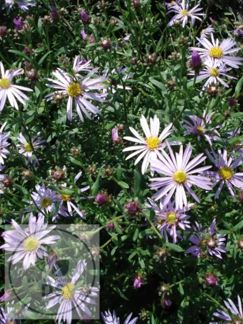 Aster pyrenaeus 'Lutetia'