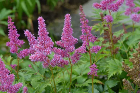 Astilbe (J) 'Mainz'