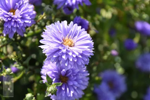 Aster n.-b. 'Marie Ballard'