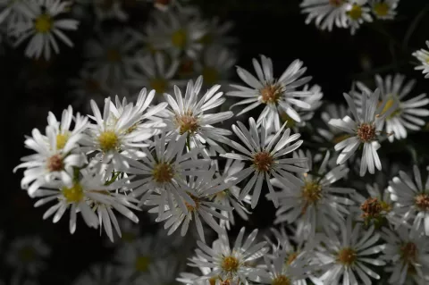Aster hybr. 'Monte Cassino'