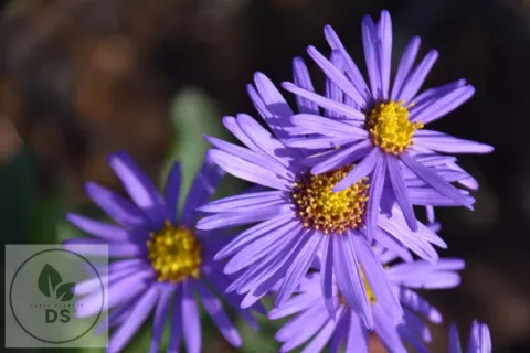 Aster amellus 'Mira'