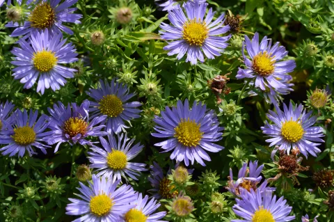 Aster oblongifolius 'October Skies'