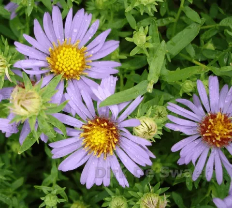 Aster oblongifolius 'October Skies'