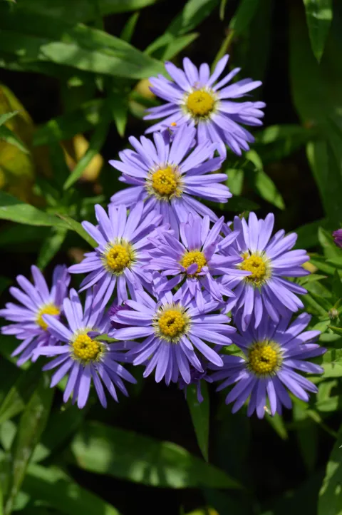 Aster (D) 'Prof. Anton Kippenberg'