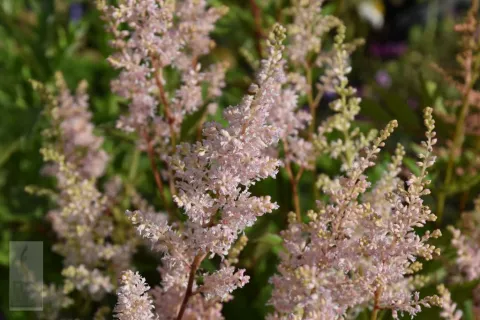 Astilbe (J) 'Peach Blossom'