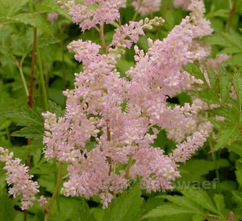 Astilbe (J) 'Peach Blossom'