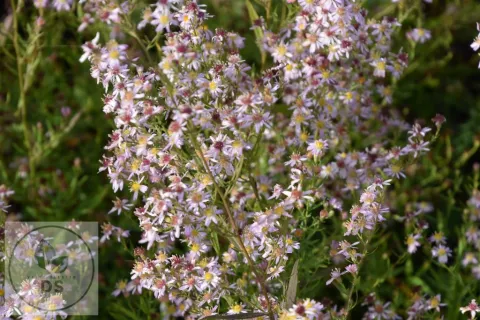 Aster eric. 'Pink Cloud'