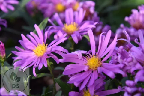 Aster (D) 'Peter Harrison'