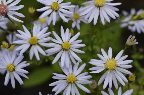 Aster cord. 'Photograph'