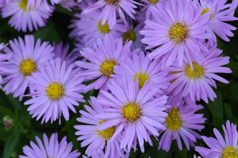 Aster n.-b. 'Porzellan'