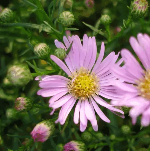 Aster hybr. 'Pink Star'