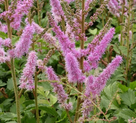 Astilbe chin. 'Pumila'